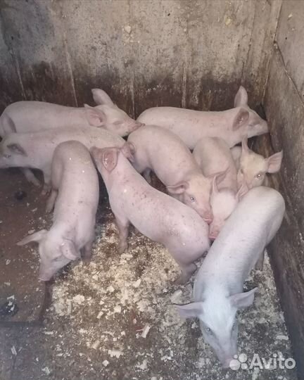 Поросята белые