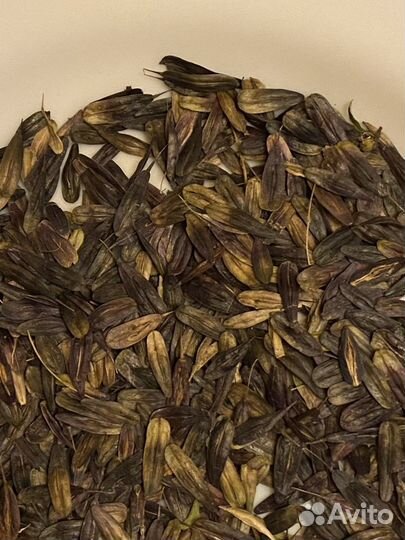 Семена Вайда красильная