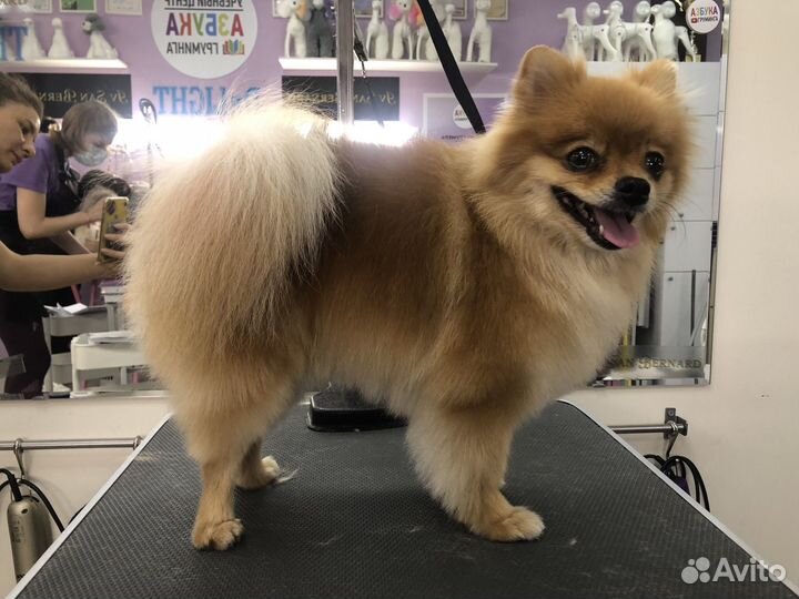 Груминг собак с выездом на дом, стрижка