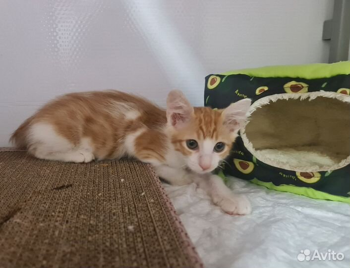 Котёнок Барон в добрые руки