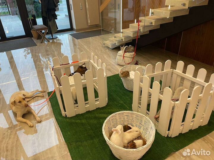 Животные на праздник. Пони, кролики, минипиги и др