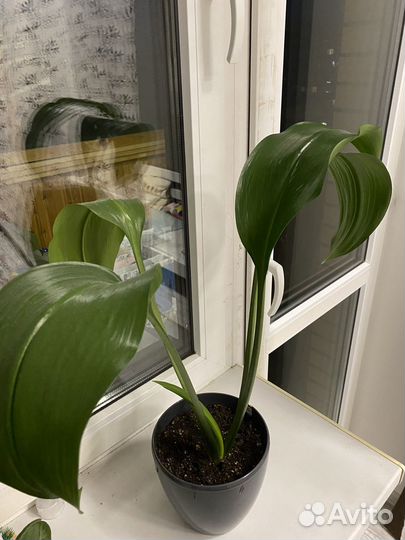 Эухарис (амазонская лилия)