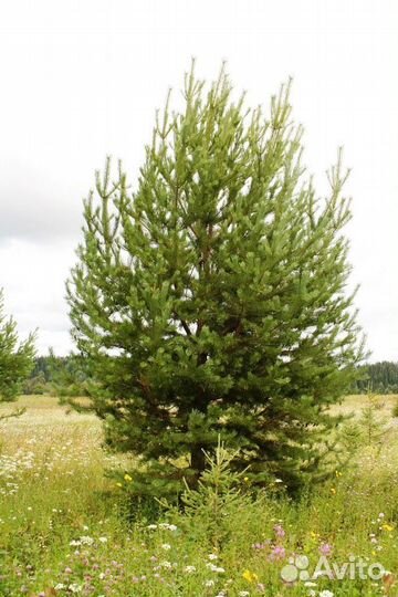 Сосна обыкновенная 3 метра
