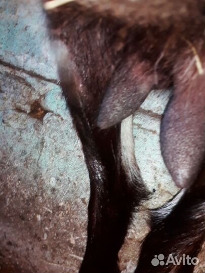 Коза дойная