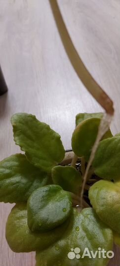 Укорененные черенки фиалки