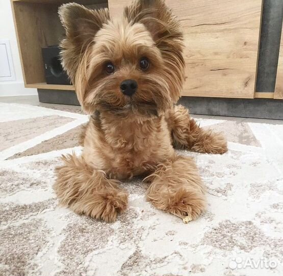 Йоркширский терьер