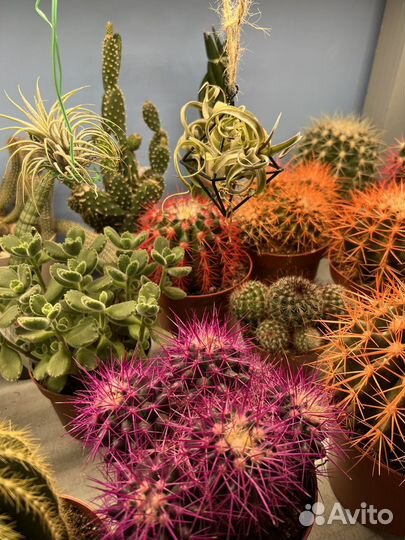 Кактусы и суккуленты