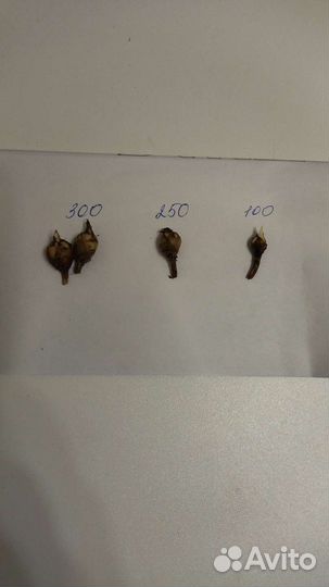 Алоказия Мело (клубни)