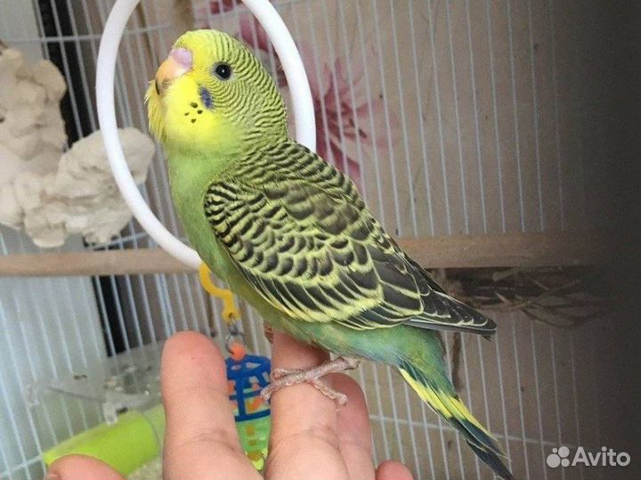 Волнистый попугай