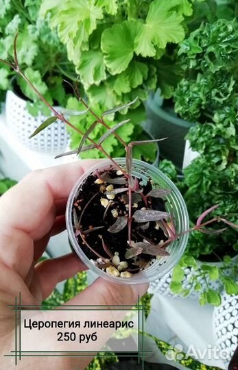 Суккуленты