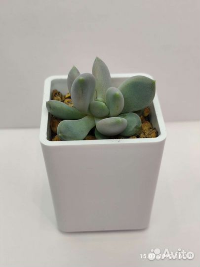 Пахиверия (pachyveria draco)