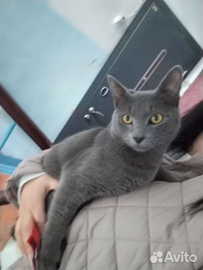 Найден кот
