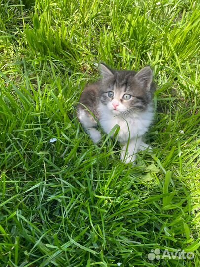 Котенок 2 мес