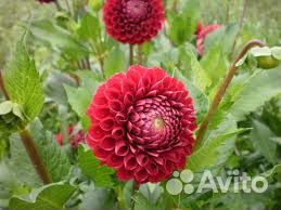 Георгины клубни