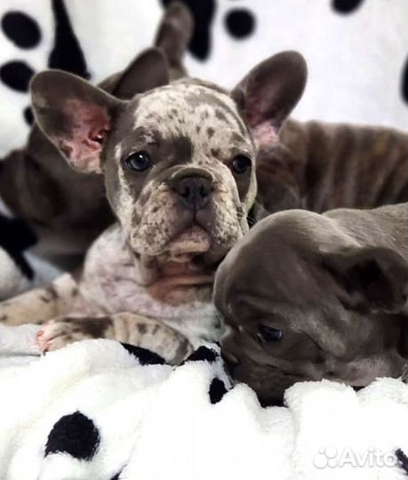 Французский бульдог