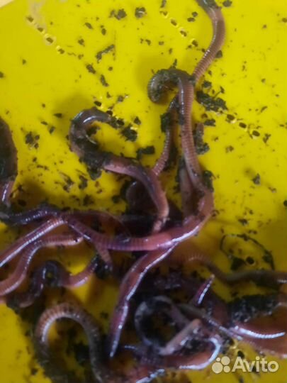 Черви для рыбалки дендробена венета