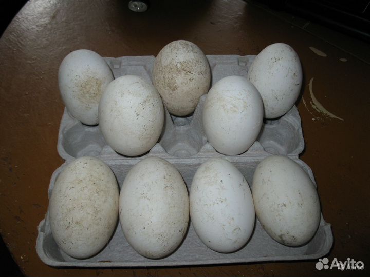Яйца гусиные инкубационные