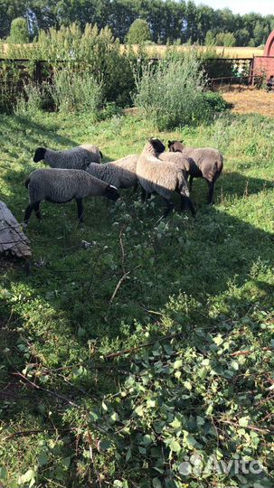 Мясо баранина свежая