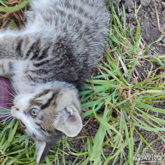 Котята от матери крысоловки