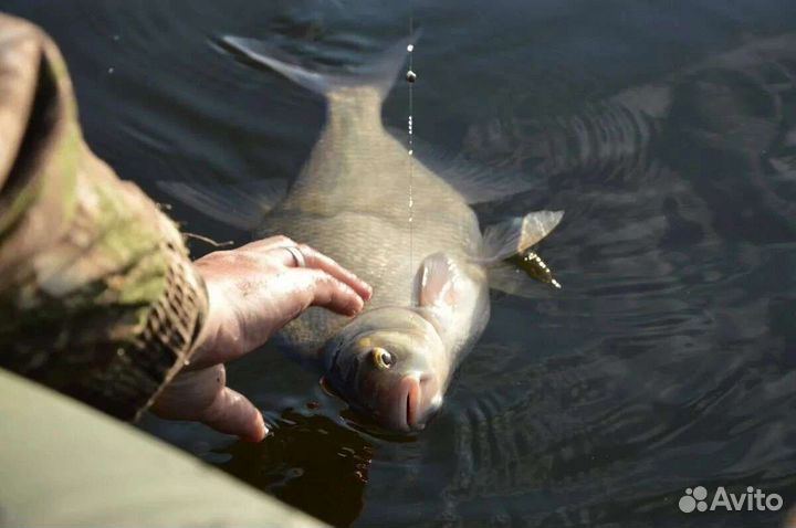 Прикормка на Леща : Dunaev-Flagman-Klevo