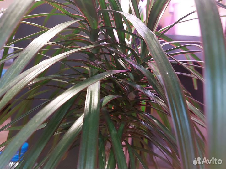 Драцена маргината взрослая