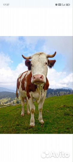 Корова