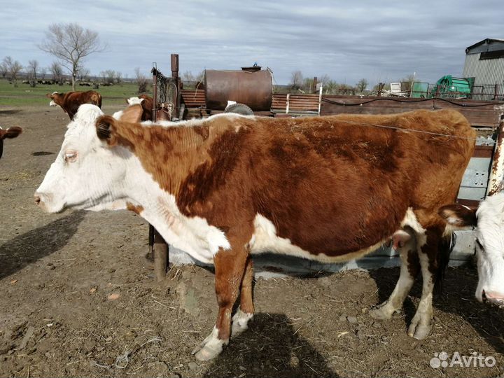 Коровы с телятами