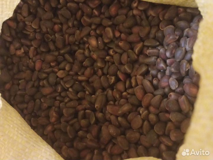 Кедровый орех 2023