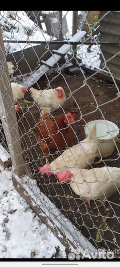 Куры несушки