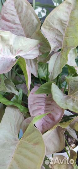 Продаю взрослые растения