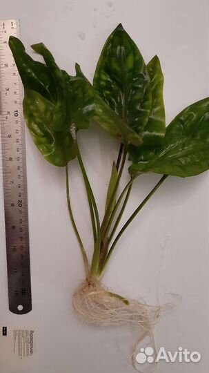 Аквариумное растение и гуппи