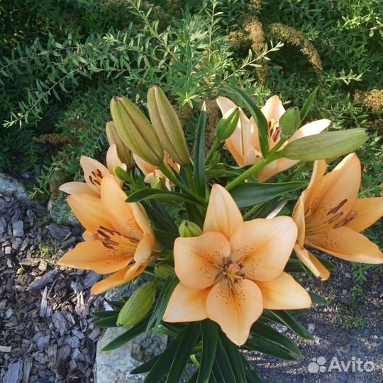 Лилии луковицы