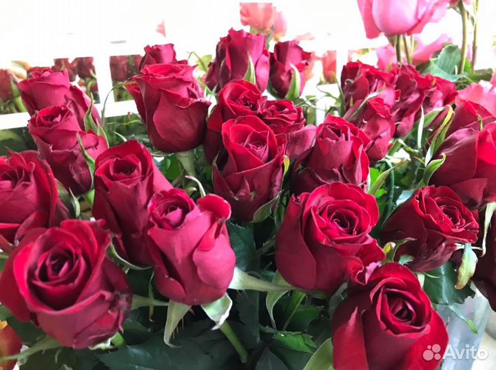 Букет из эквадорской розы