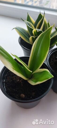 Сансевиерия ханни крео