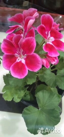 Алоэ /цветы