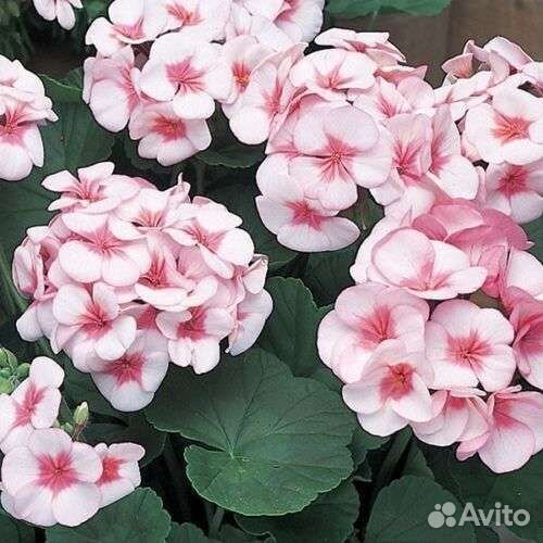 Пеларгония герань 