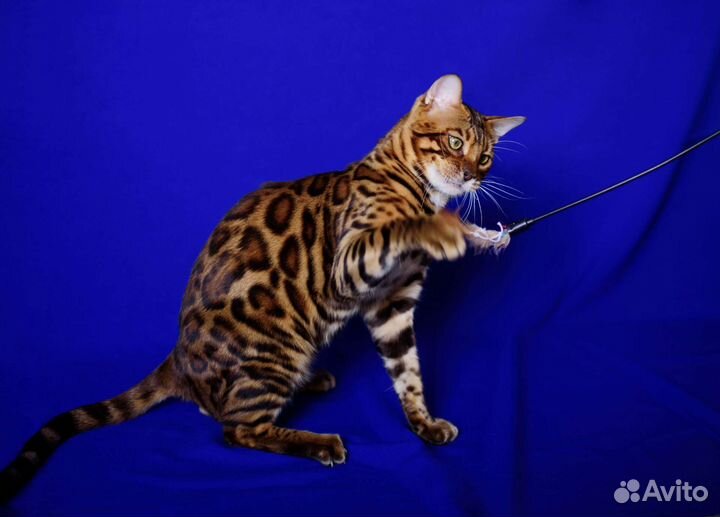 Бенгальский кот вязка