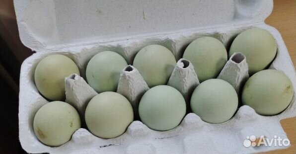 Сильверуддс Блю (Чистокровная Шведская несушка)