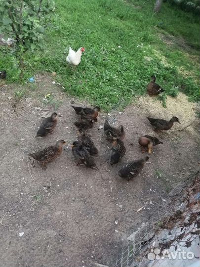 Утки, селезни