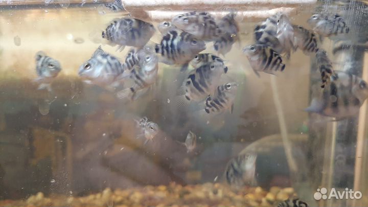 Пара сапфировых попугайчиков