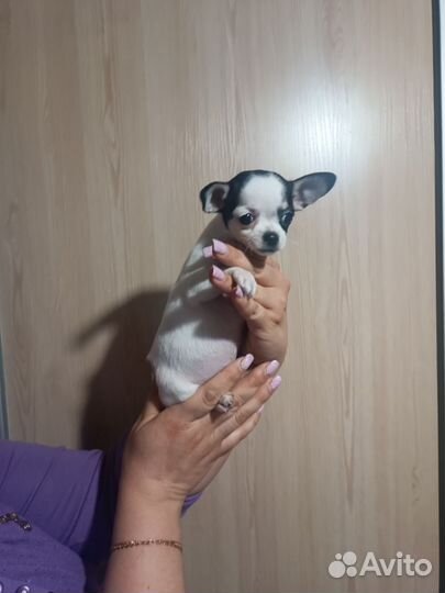 Щенки чихуахуа мини девочки