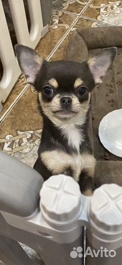 Девочка Шанти