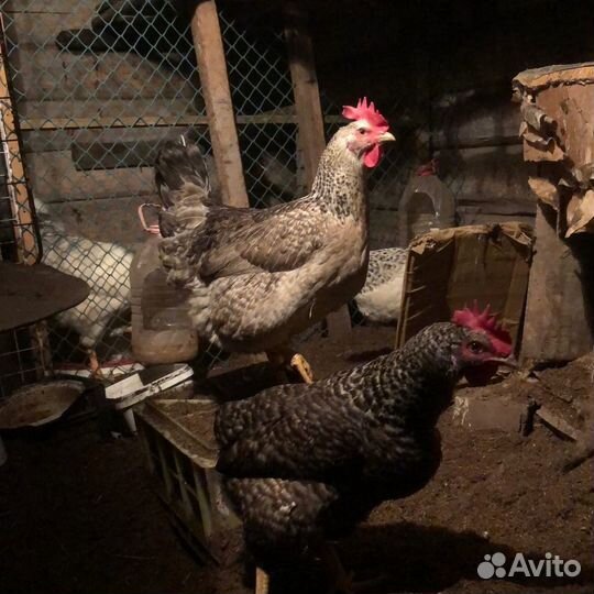 Борковская, китайская шелк., голошейка, бройлеры