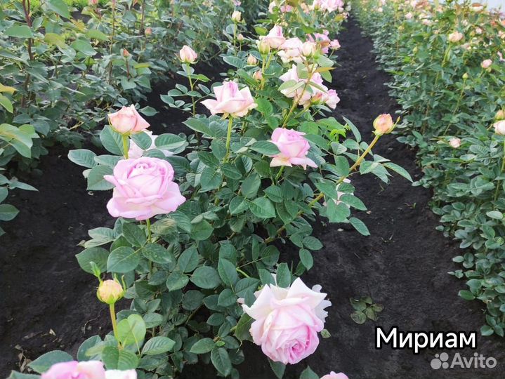 Саженцы Роз