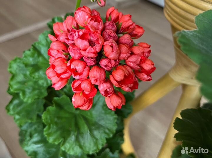 Пеларгония red pandora