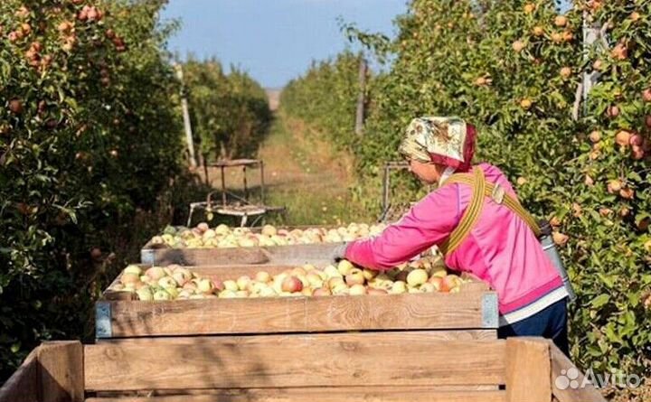 Сборщик вахта