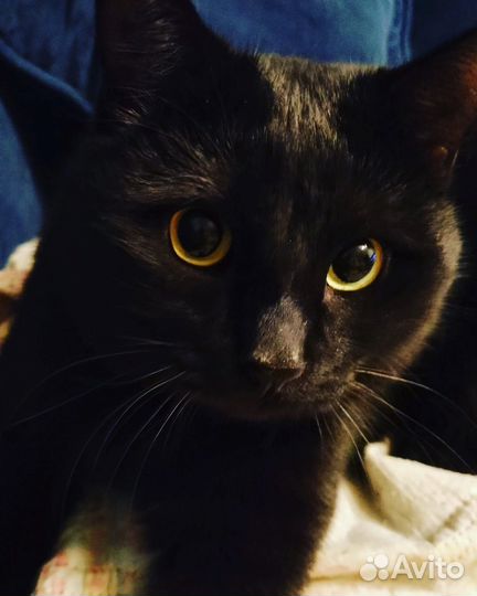 Кот и кошка