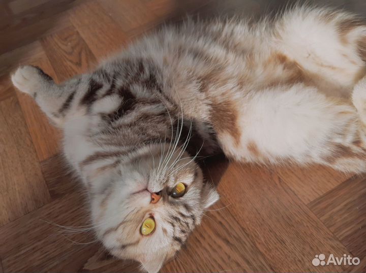 Кошка на вязку