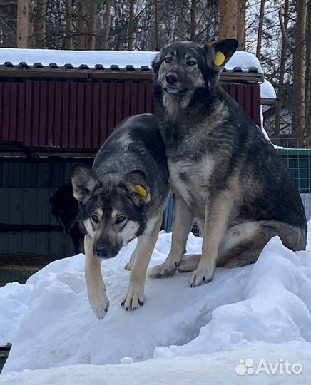 Собачки-сестрички в приюте