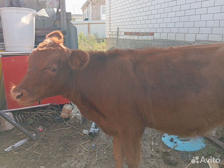 Тёлочка 9 месяцев